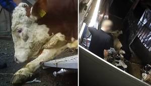 En chokerende optagelse fra et skjult kamera placeret på slagteriet: Køerne bliv
